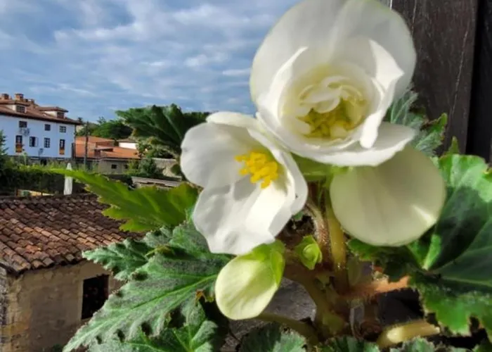 Casa Del Lavadero Séjour chez l'habitant Santillana del Mar
